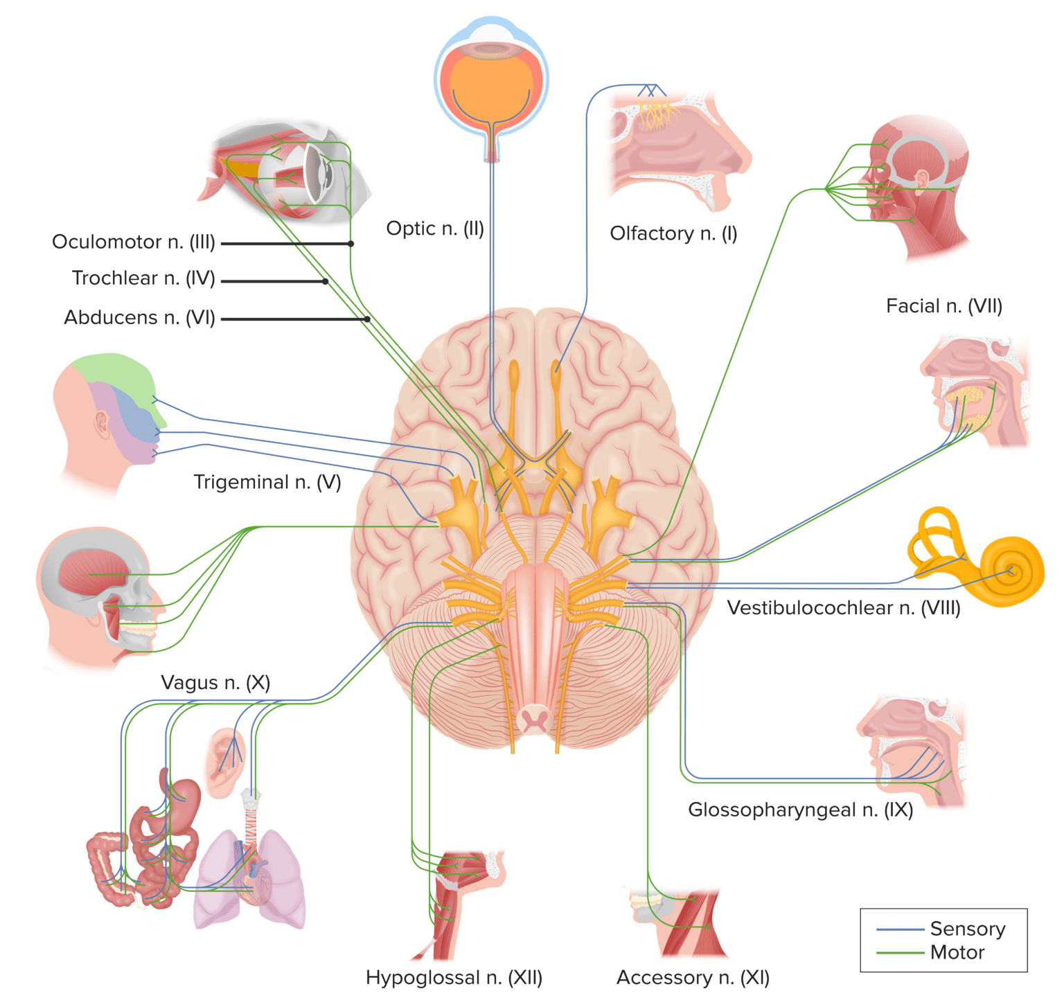 The 12 Cranial Nerves: Functions & Mnemonic | Lecturio Medical