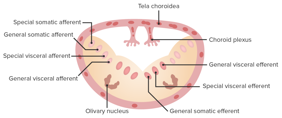 Cranial medulla development - olivary nucleus