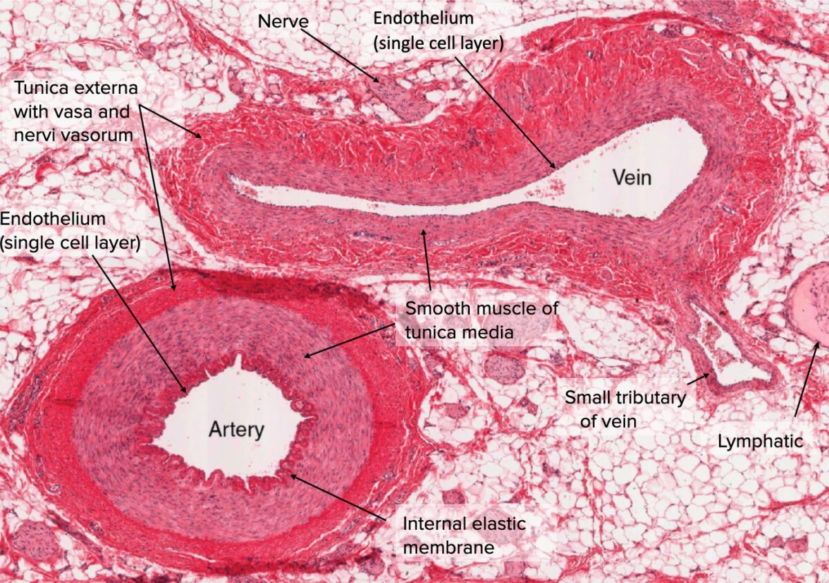 Cross-section of artery and vein