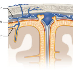 Cross-section of the head showcasing the meningeal layers