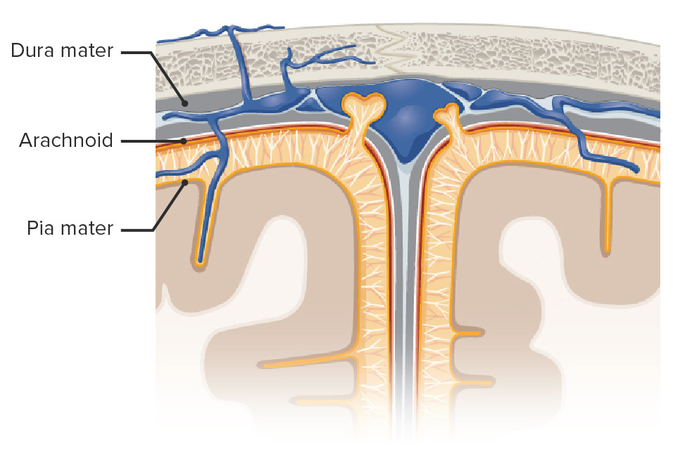 Visão da cabeça em corte transversal para visualização das camadas meníngeas