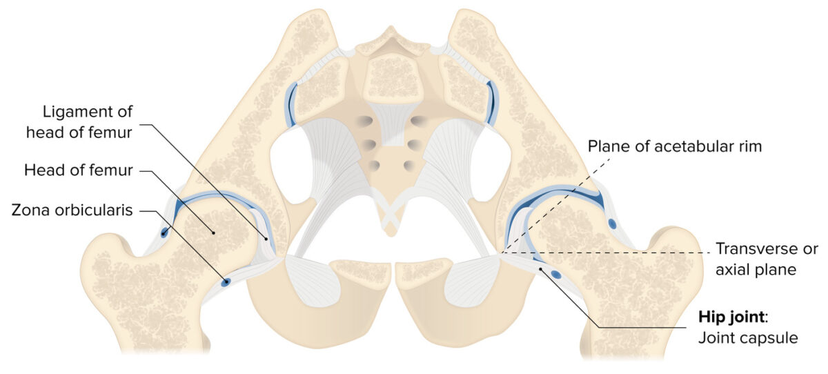 Corte transversal de la articulación de la cadera