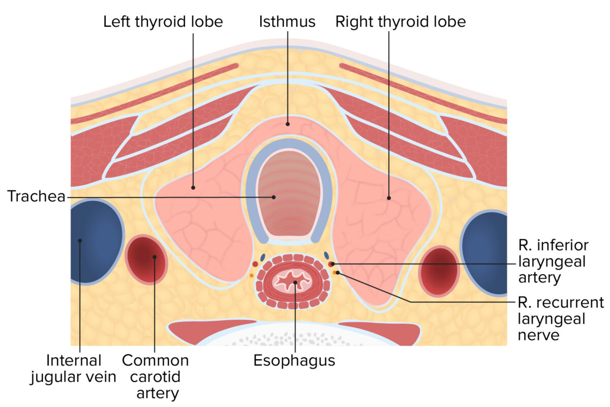 Cross-section of the neck displaying the lobules and isthmus of the thyroid gland