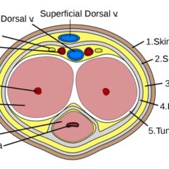 Cross section of the penis