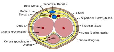 Cross section of the penis
