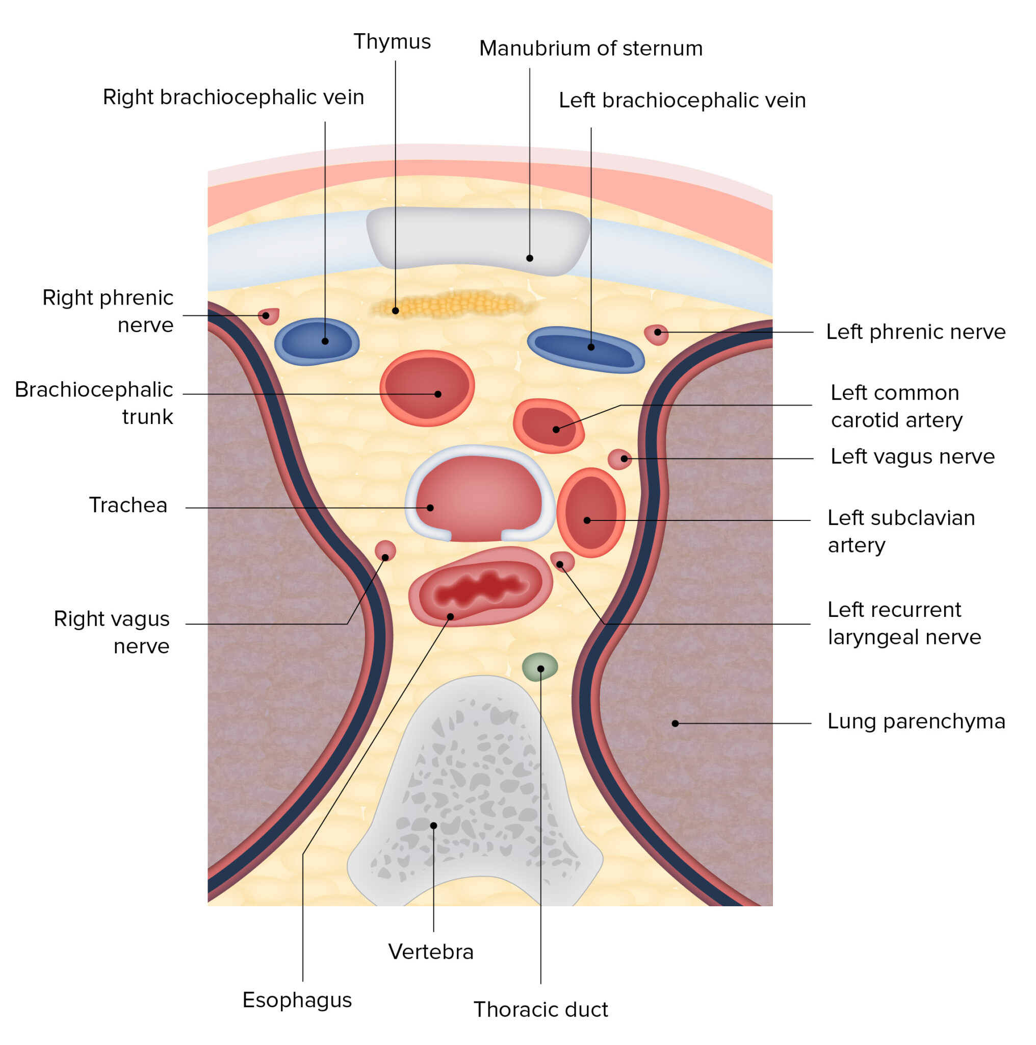 Trachea Anatomy Concise Medical Knowledge