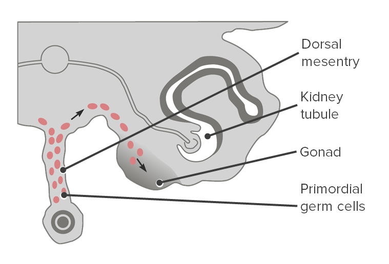 Cross section showing the migration of primordial germ cells to the gonads
