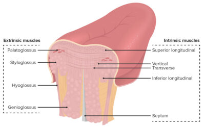 Cross-sectional drawing showing the various muscular layers of the tongue