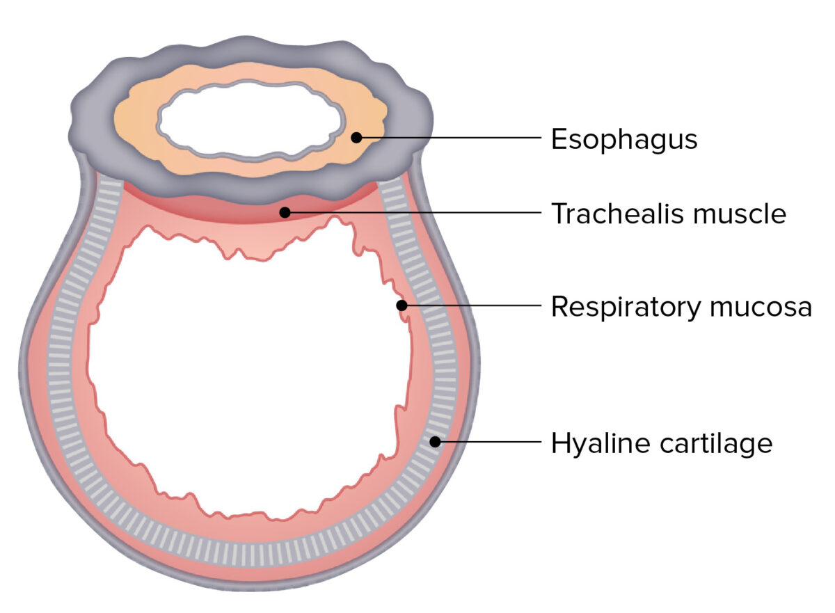 Cross sectional structure trachea