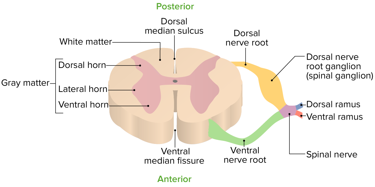Vista transversal de un segmento espinal individual