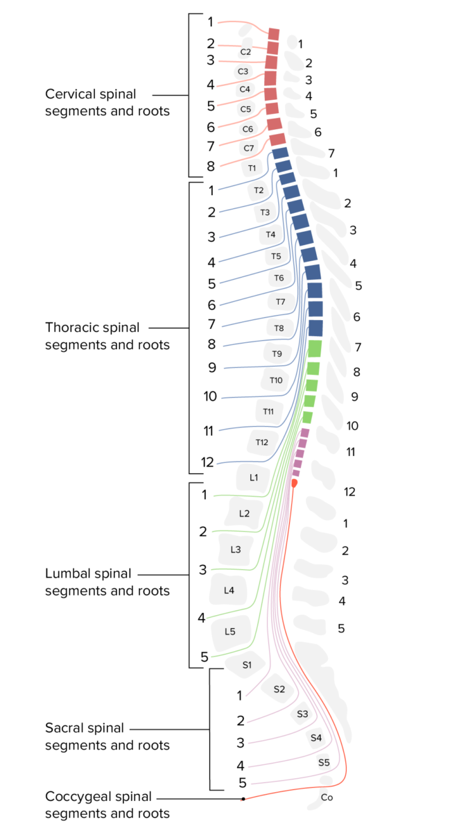 Cross sectional view of the 31 spinal segments and their relationship to the bony vertebral column