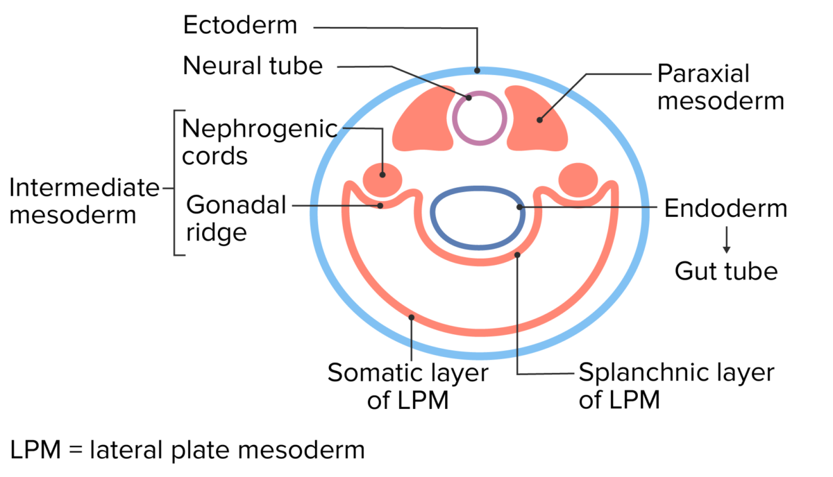Vista transversal do embrião inicial