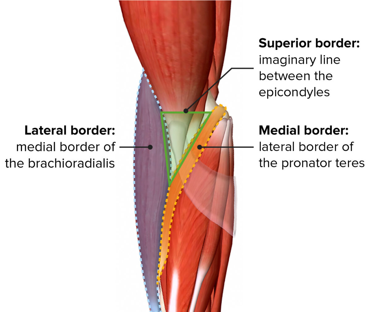 Cubital fossa boundaries