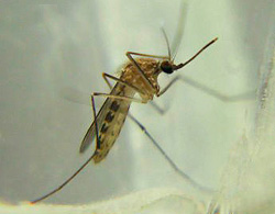 Culex mosquito st. Louis encephalitis virus flaviviridae