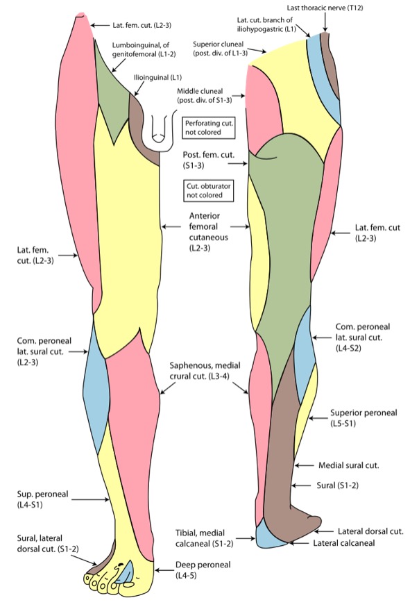Cutaneous innervation of the lower limb