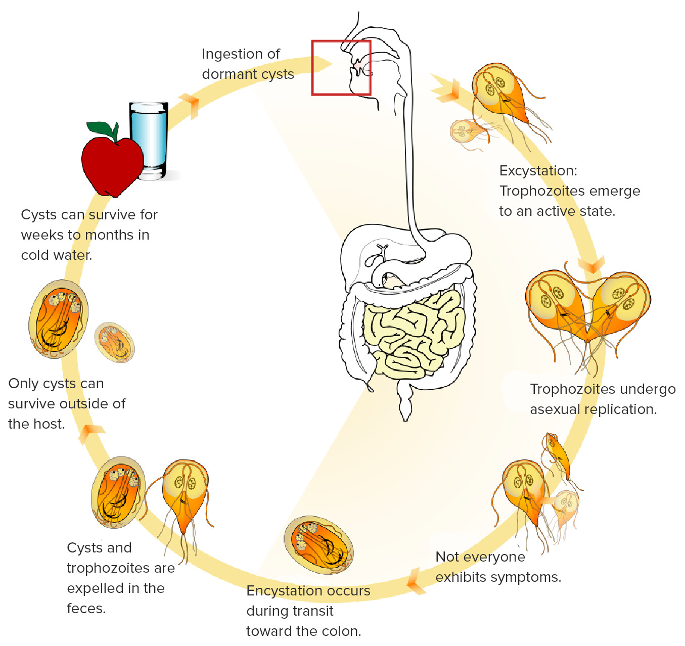 Giardia parasite treatment for humans, Giardia reinfection