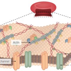 Cytoskeleton attached to plasma membrane - cell structure