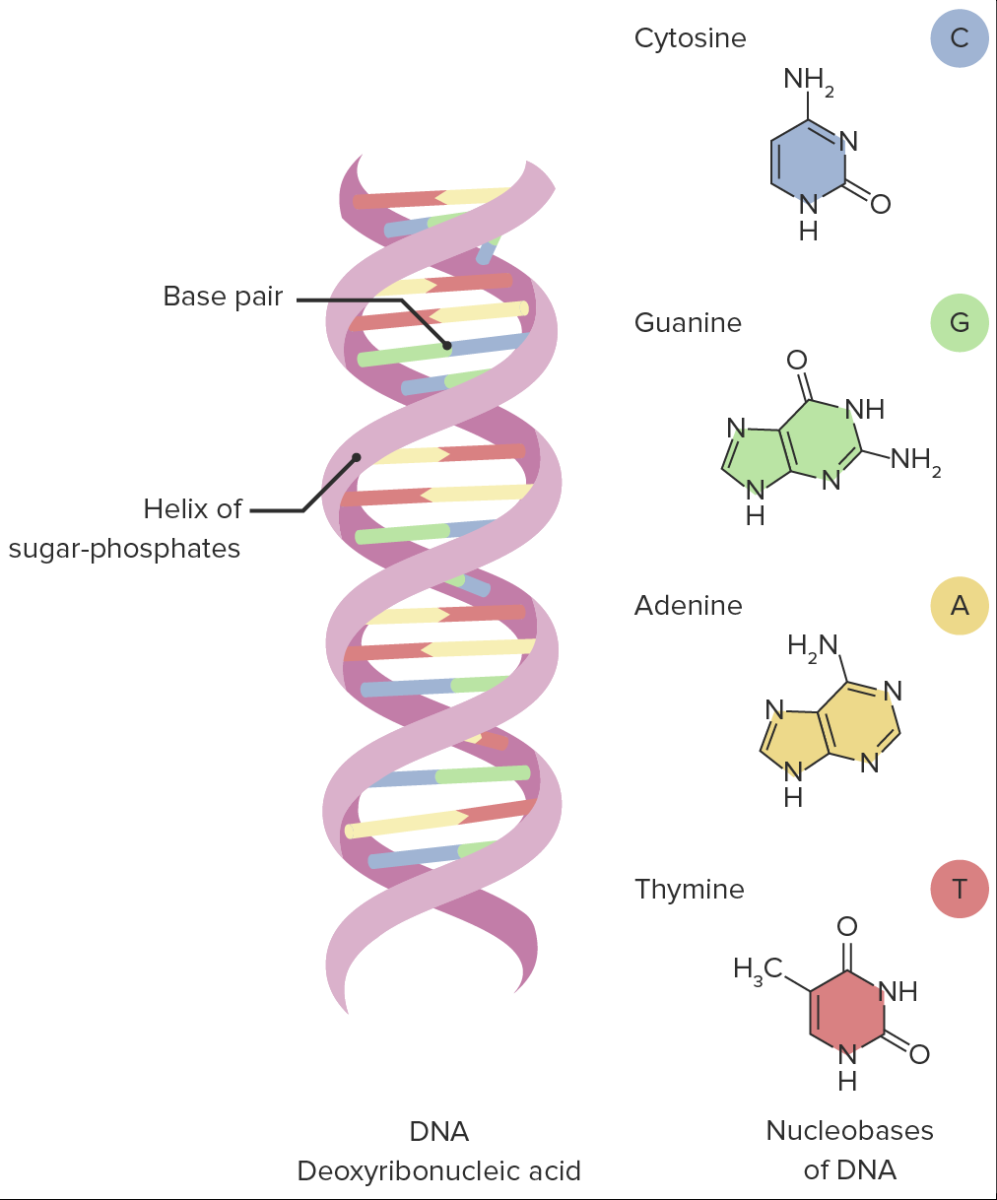 Basic Terms of Genetics | Concise Medical Knowledge