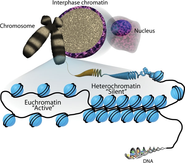 Dna packaging and the two states of chromatin