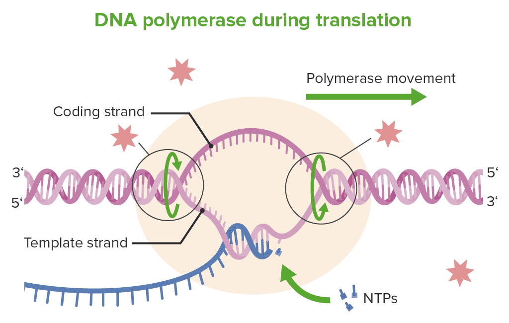 Dna polymerase during translation