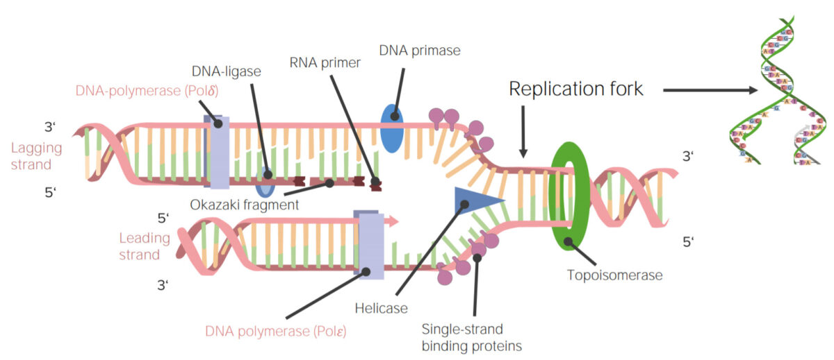 Dna replication