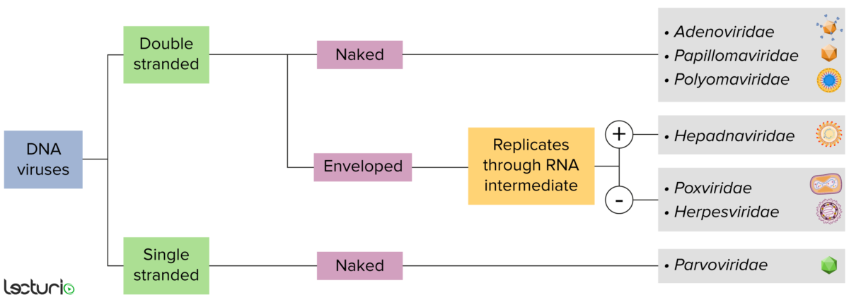 Diagrama de flujo de la clasificación de los virus del adn