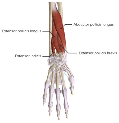 Hand: Anatomy | Concise Medical Knowledge