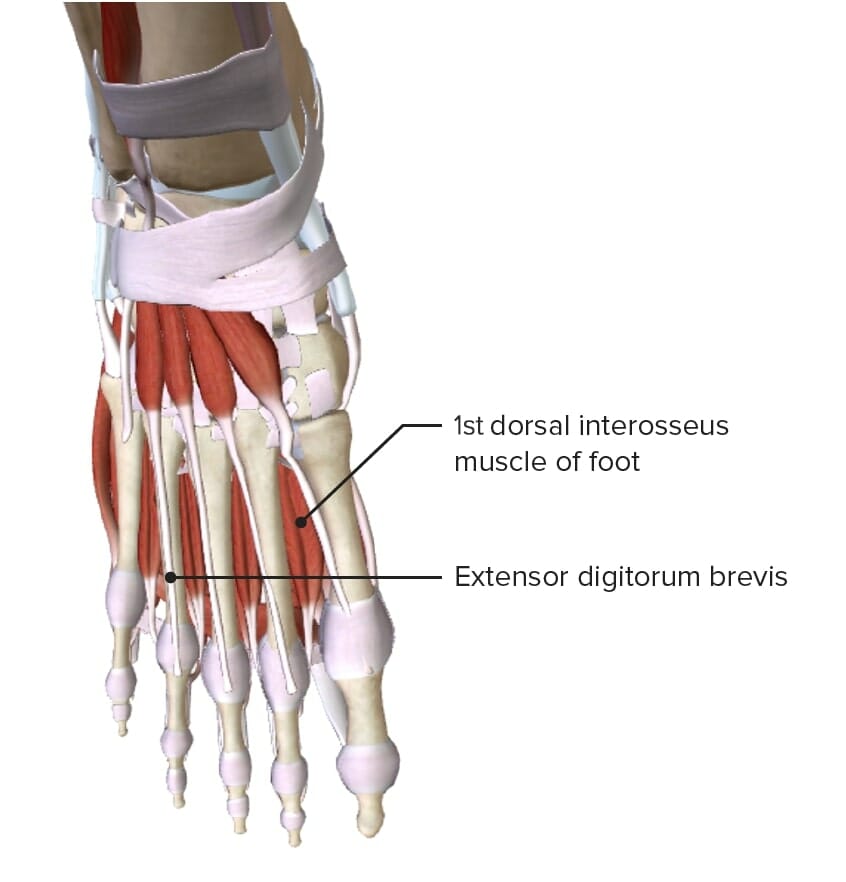 Deep layer of the dorsum of the foot
