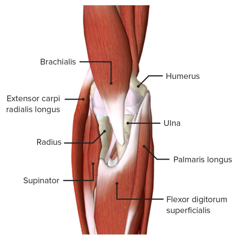 Cubital Fossa: Contents & Anatomy | Concise Medical Knowledge