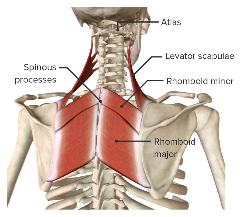 Deep or intrinsic posterior axioappendicular muscles