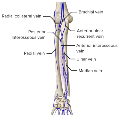 Forearm: Anatomy | Concise Medical Knowledge