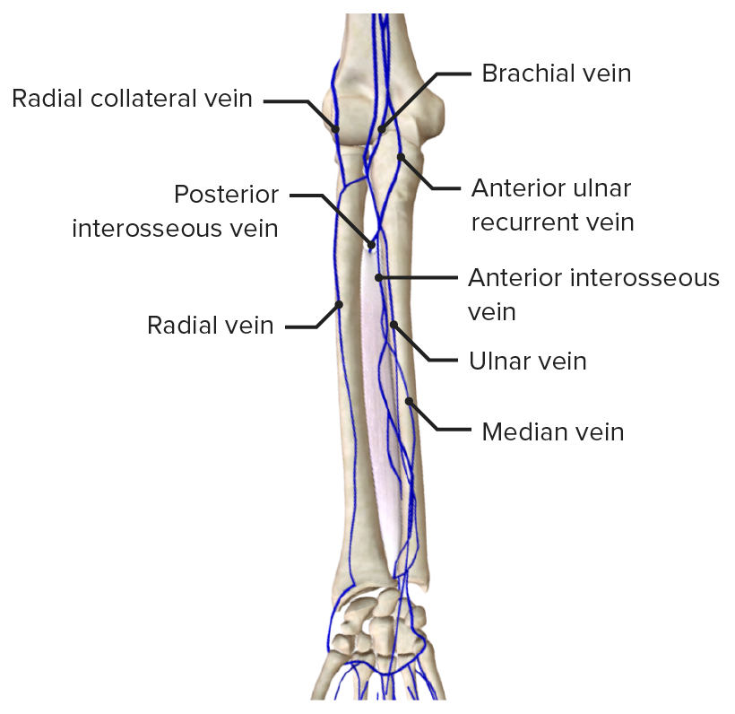 Deep veins of the forearm