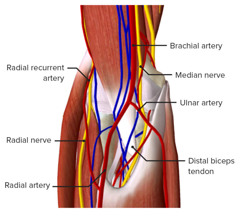 Cubital Fossa Contents Anatomy Concise Medical Knowledge