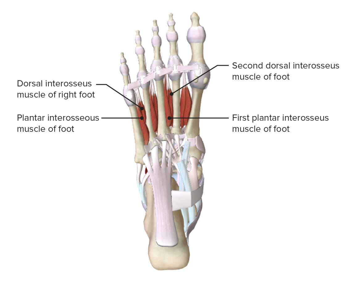 Deepest layer of the muscles of the sole of the foot