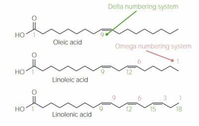 Delta and Omega Numbering Systems for Fatty Acids