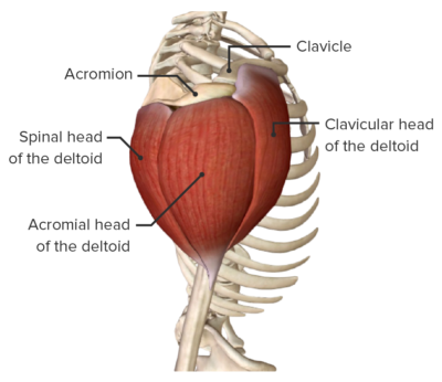 Shoulder Joint: Anatomy | Concise Medical Knowledge