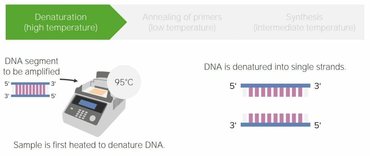 Denaturation Denaturation