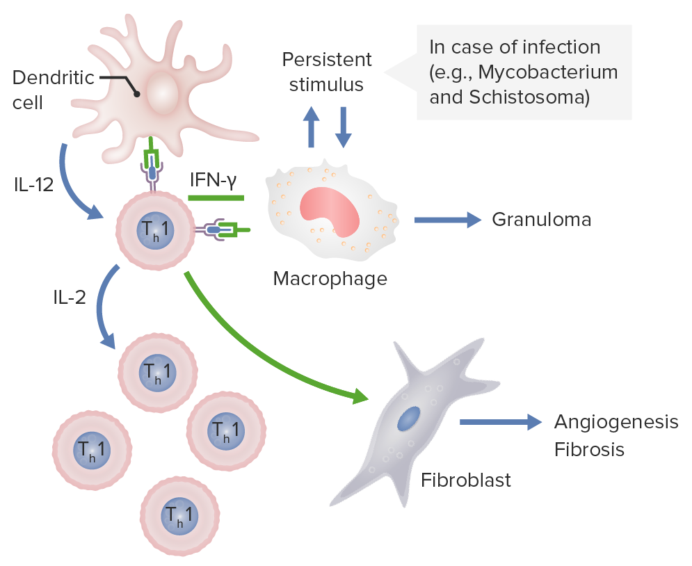 Dendritic cells releasing il-12