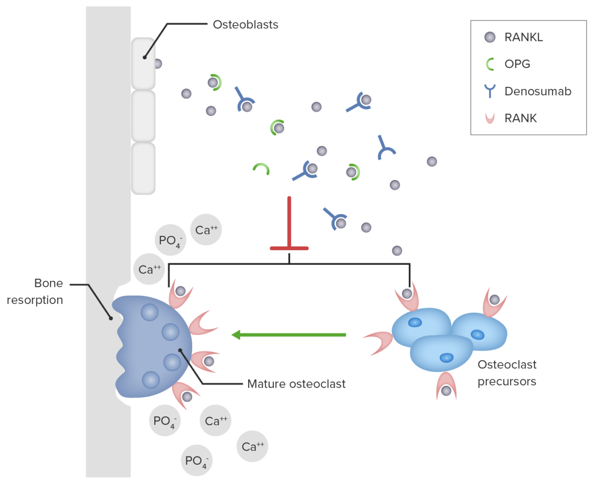 Denusomab mechanism of action