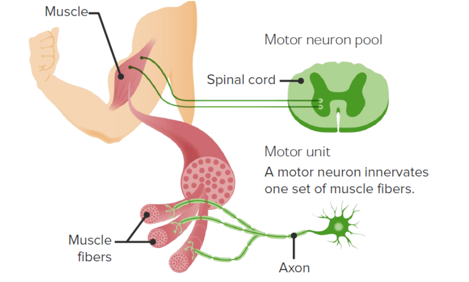 Muscle Game Part 1: The muscle cell