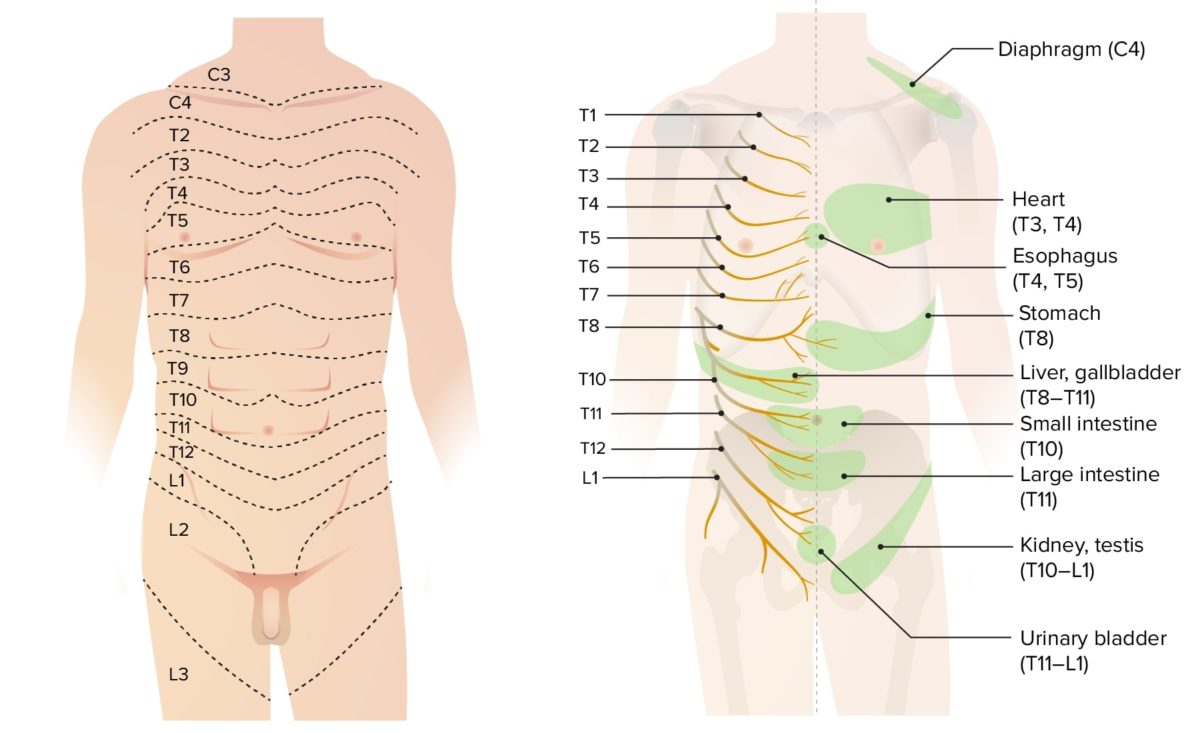 Dermatomes of the thorax, abdomen, and pelvis