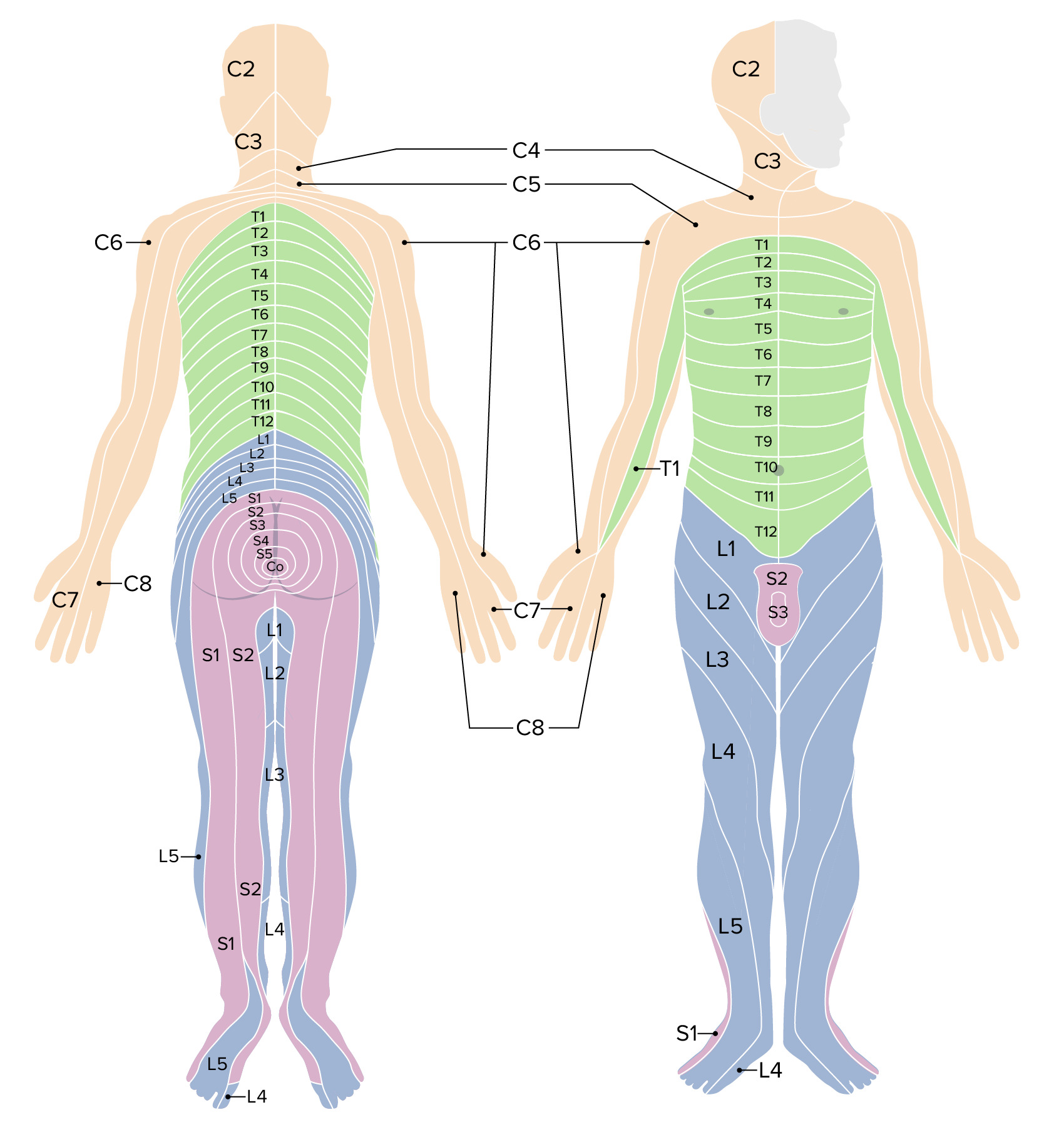 Laparotomy And Laparoscopy Concise Medical Knowledge Laparotomy And Laparoscopy Concise Medical Knowledge