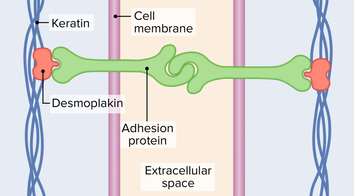 Desmosomes linking together adjacent cells