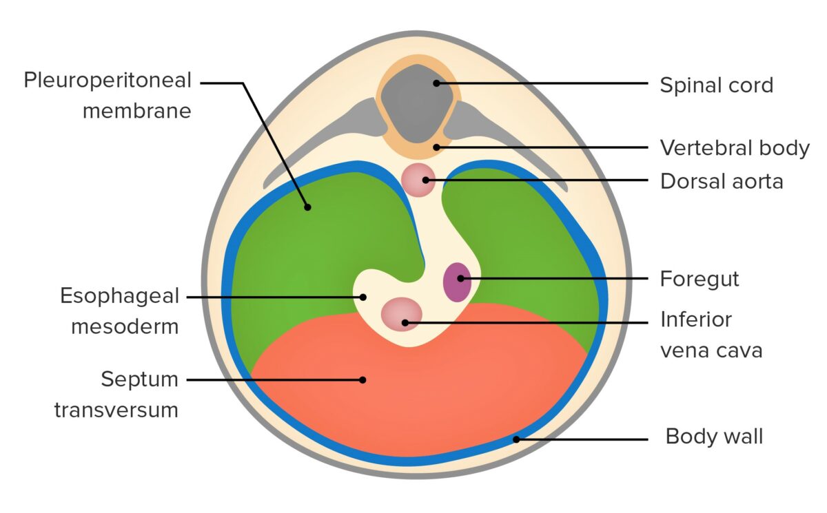 Developing diaphragm