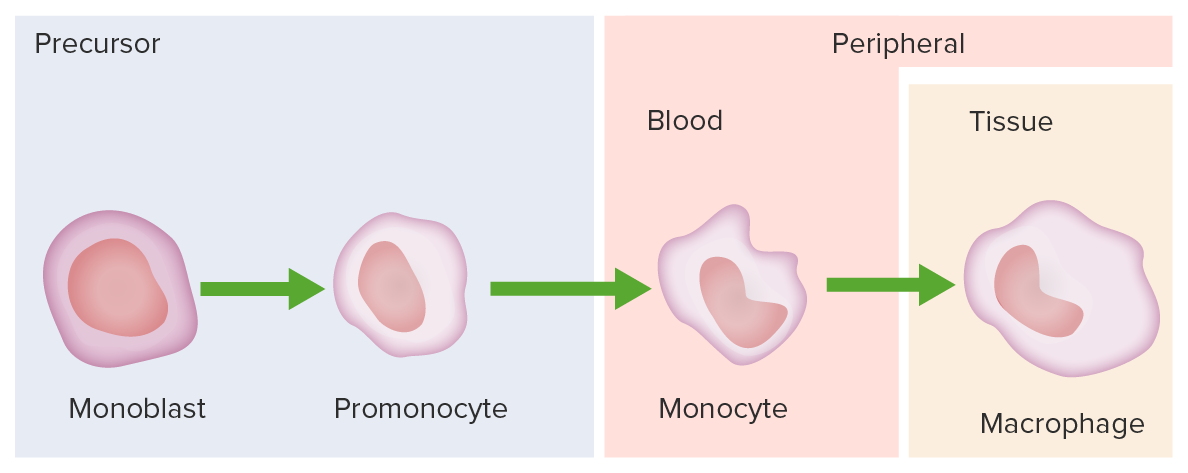 Development of monocyte