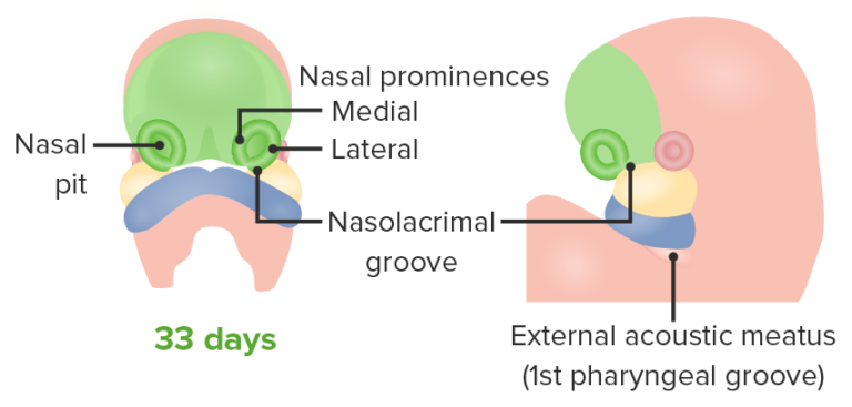 Development Of The Nervous System And Face | Concise Medical Knowledge