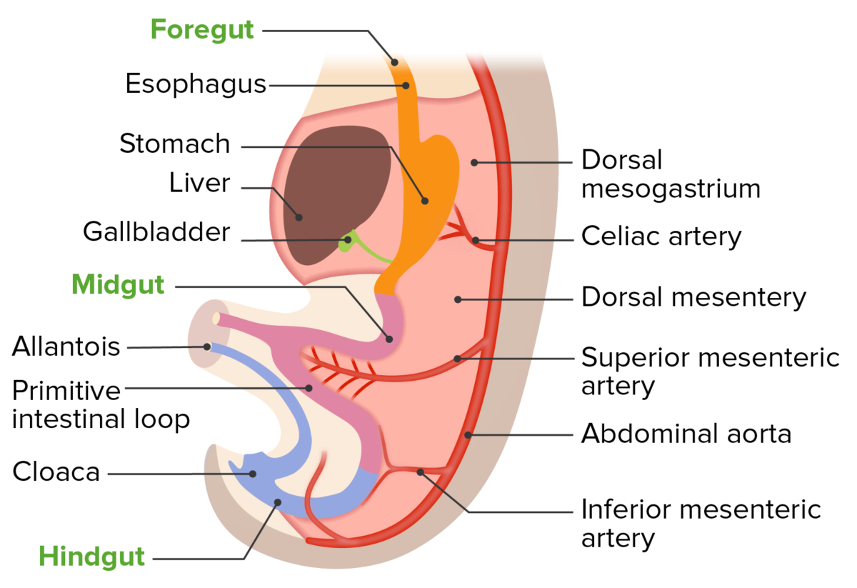 Desarrollo del mesenterio dorsal con el tubo intestinal primitivo