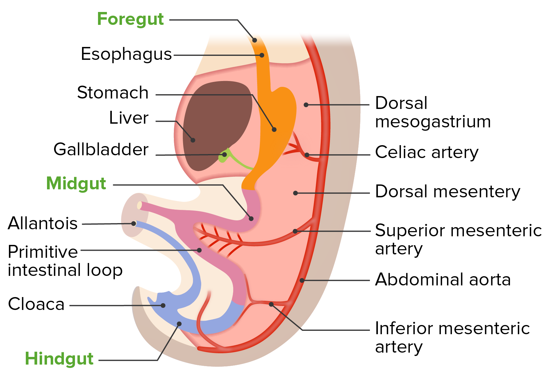 What Is The Meaning Of Dorsal Mesogastrium