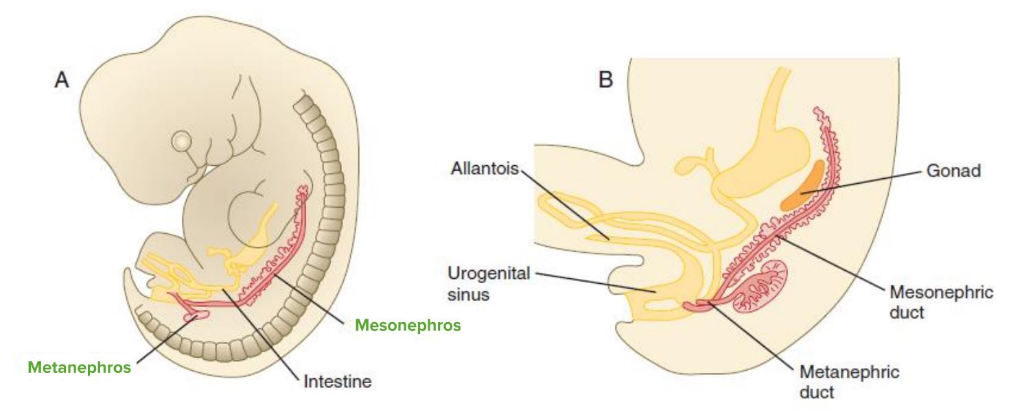 Urethra: Location, Anatomy, Function & Conditions