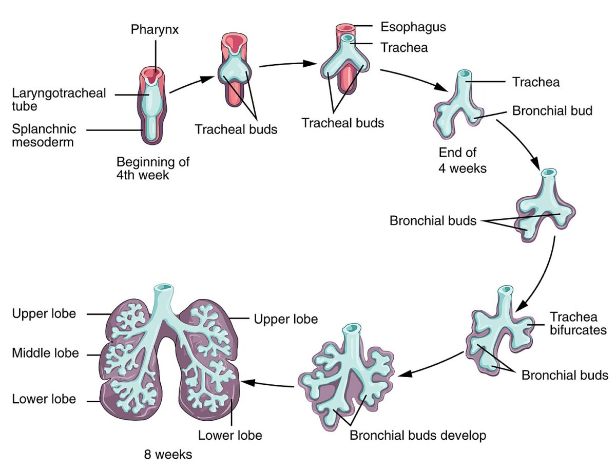 Desarrollo de los pulmones